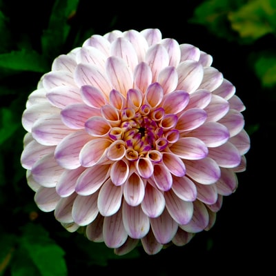 紫花和白花的选择性聚焦摄影